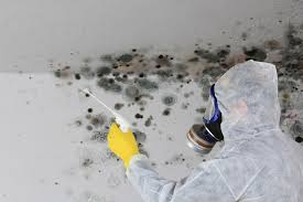 Best Environmental Consulting for Mold Prevention  in Vinita, OK